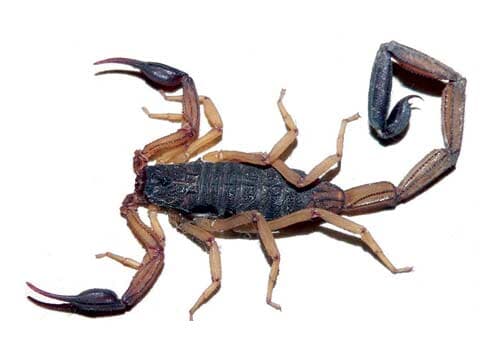 SANICLEAN FUMIGACIONES - Alacranes