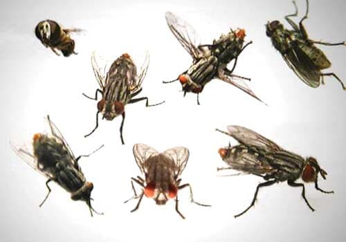 SANICLEAN FUMIGACIONES - Moscas