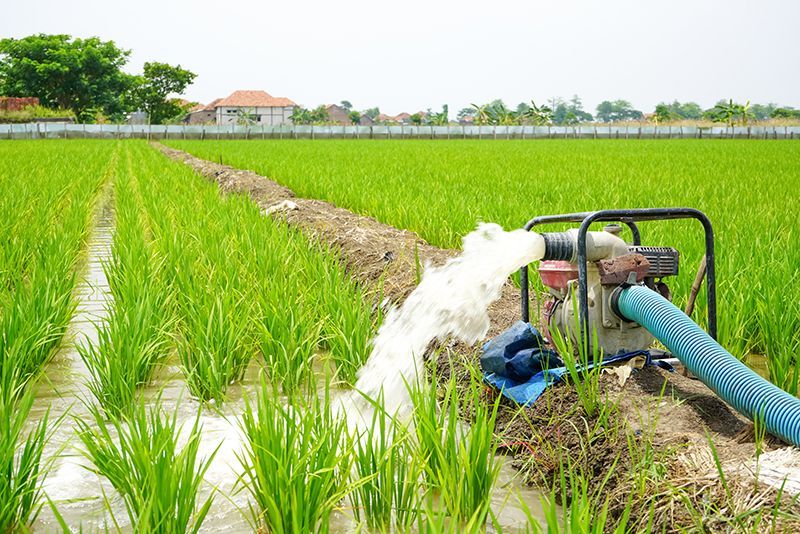 A water pump is pumping water into a rice field.