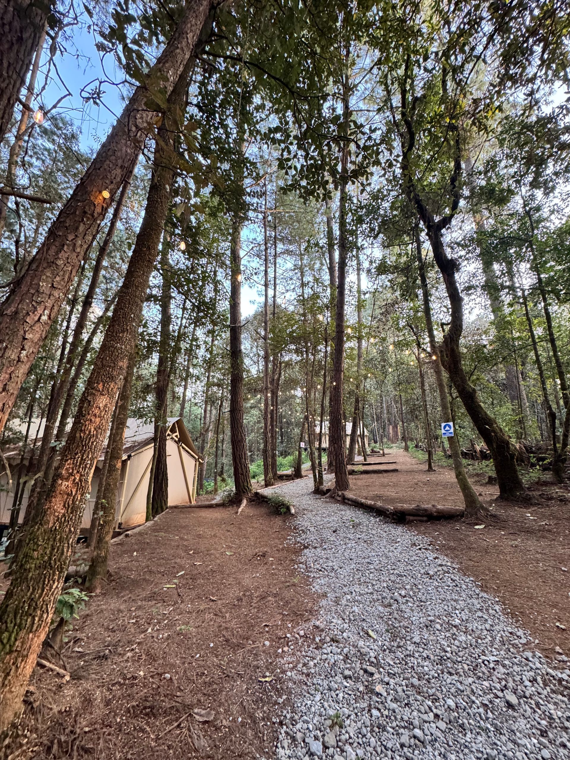 bosque  en valle de bravo