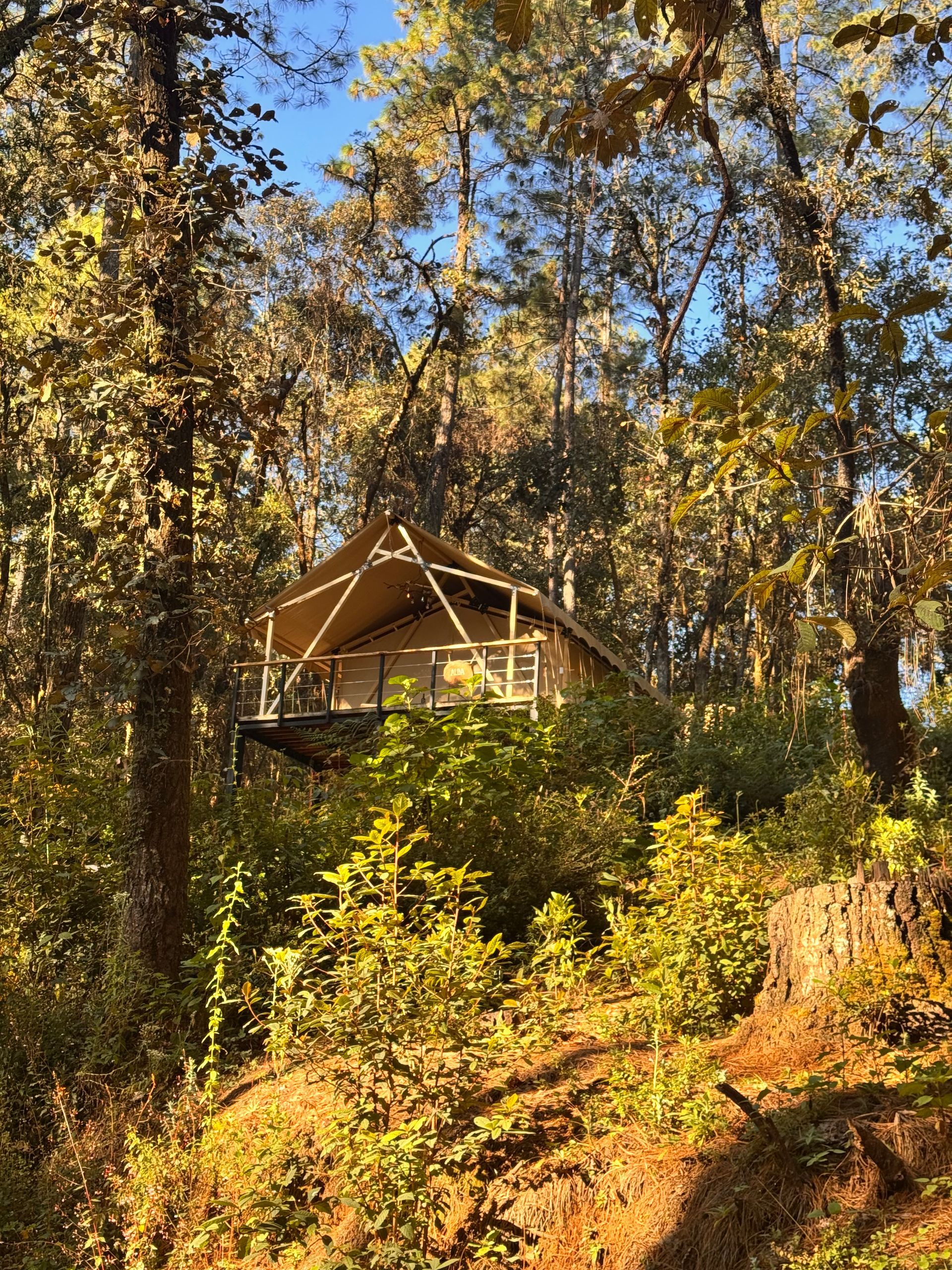 bosque en valle de bravo