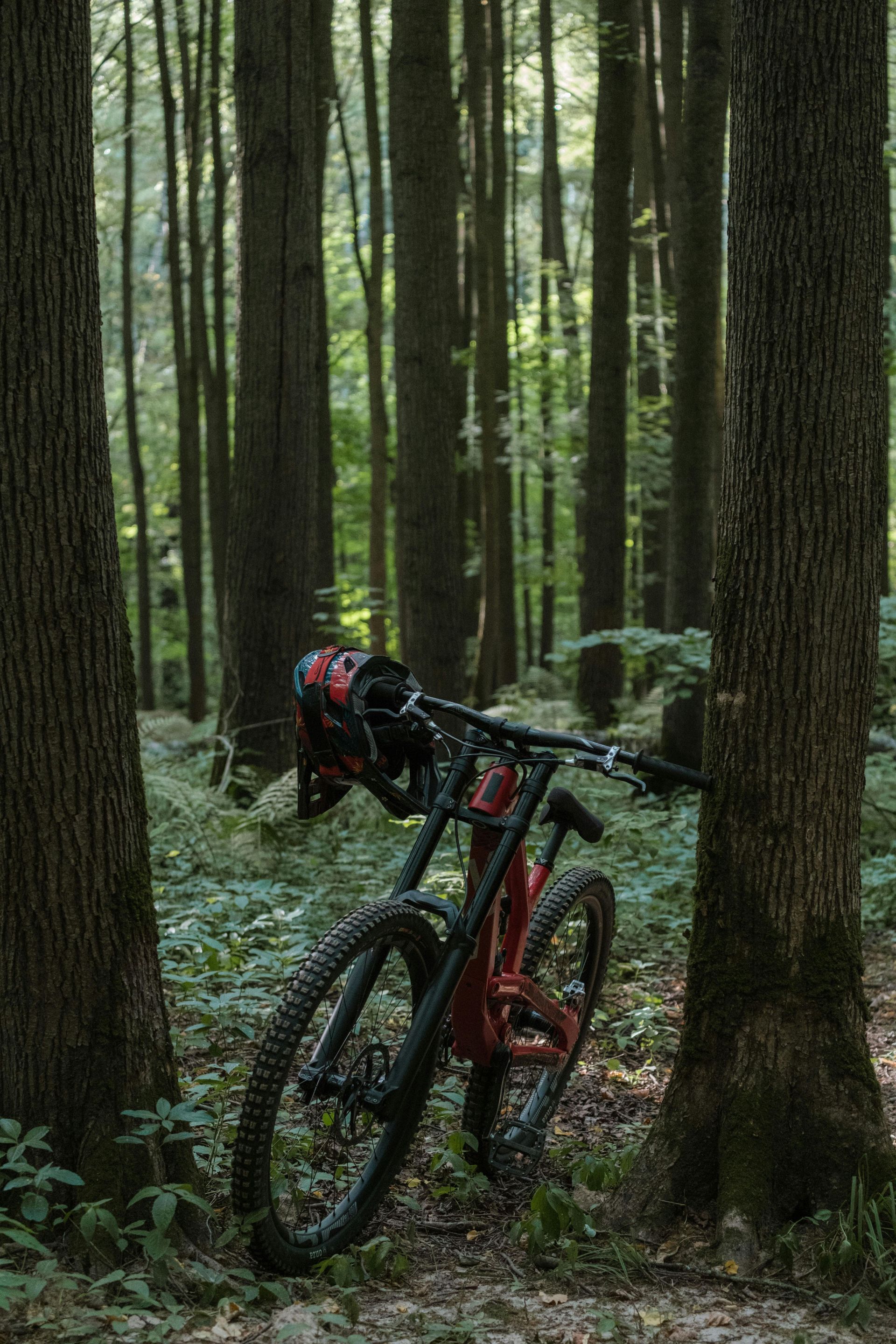 renta de bicicletas mtb