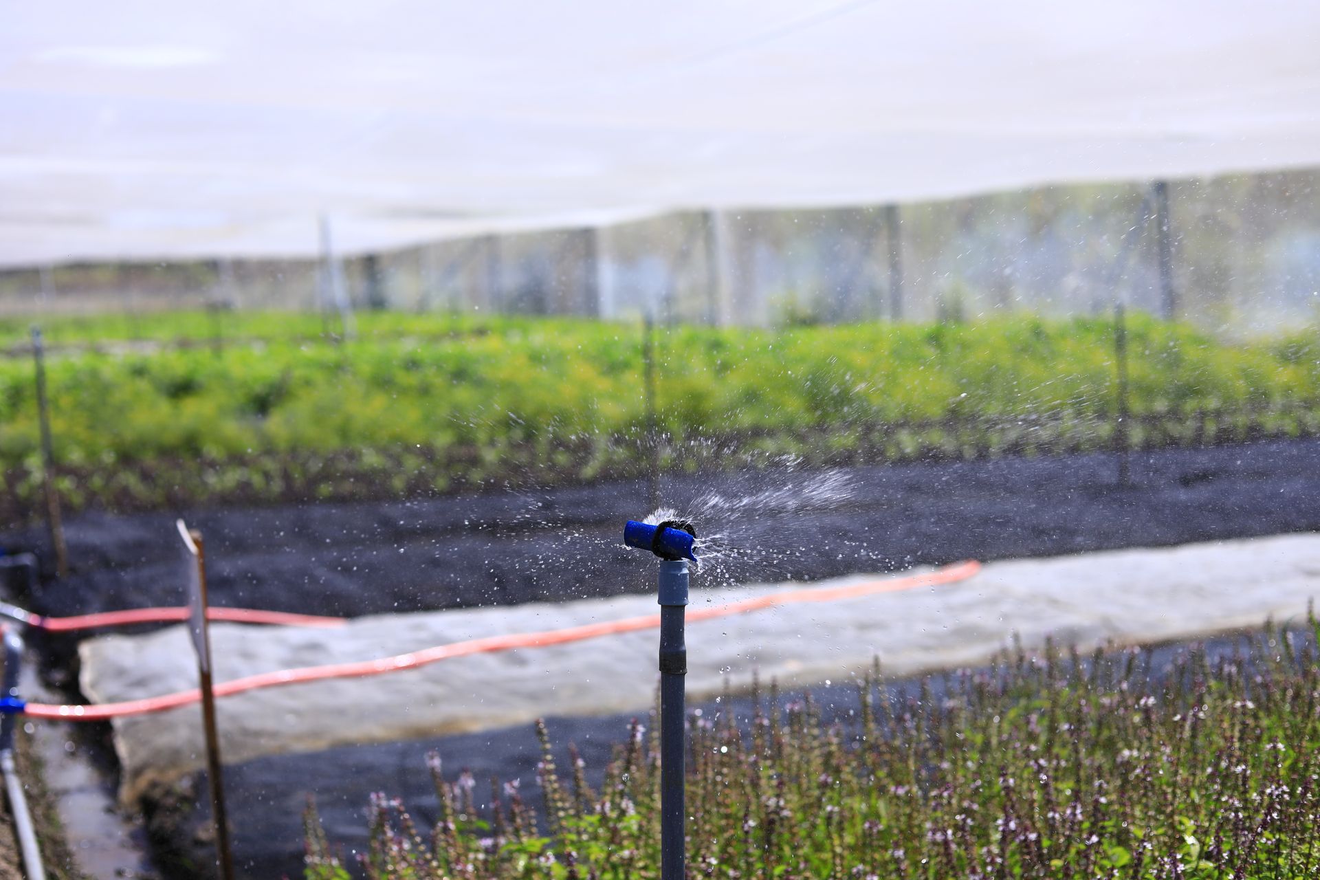 A sprinkler is spraying water on a lush green field.