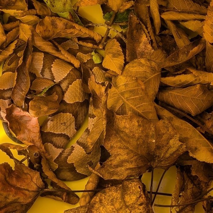 Copperhead snake camouflaged in dead leaves, tan and brown patterns.