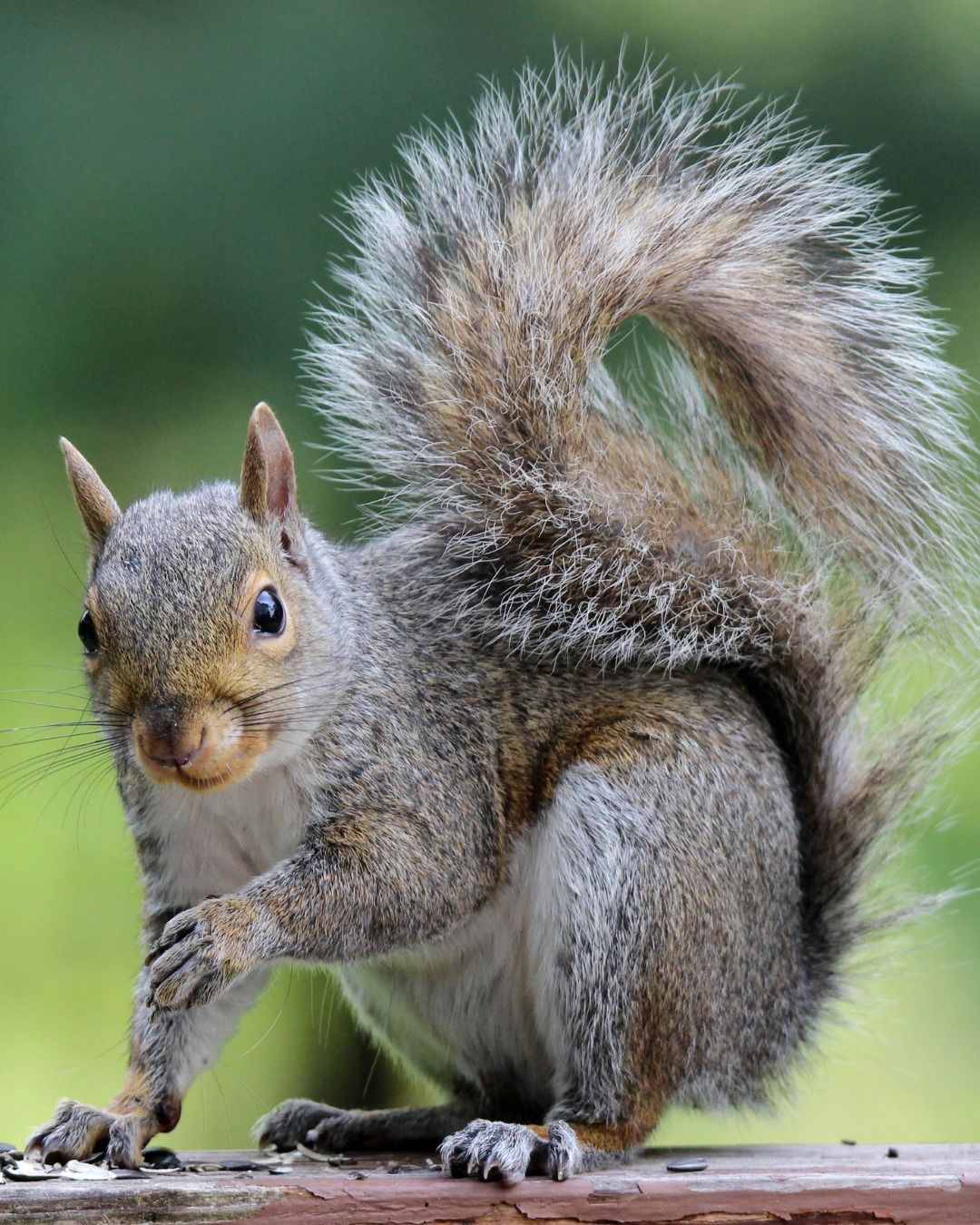 Gray squirrel with fluffy tail perched on a wooden surface, looking towards the camera.