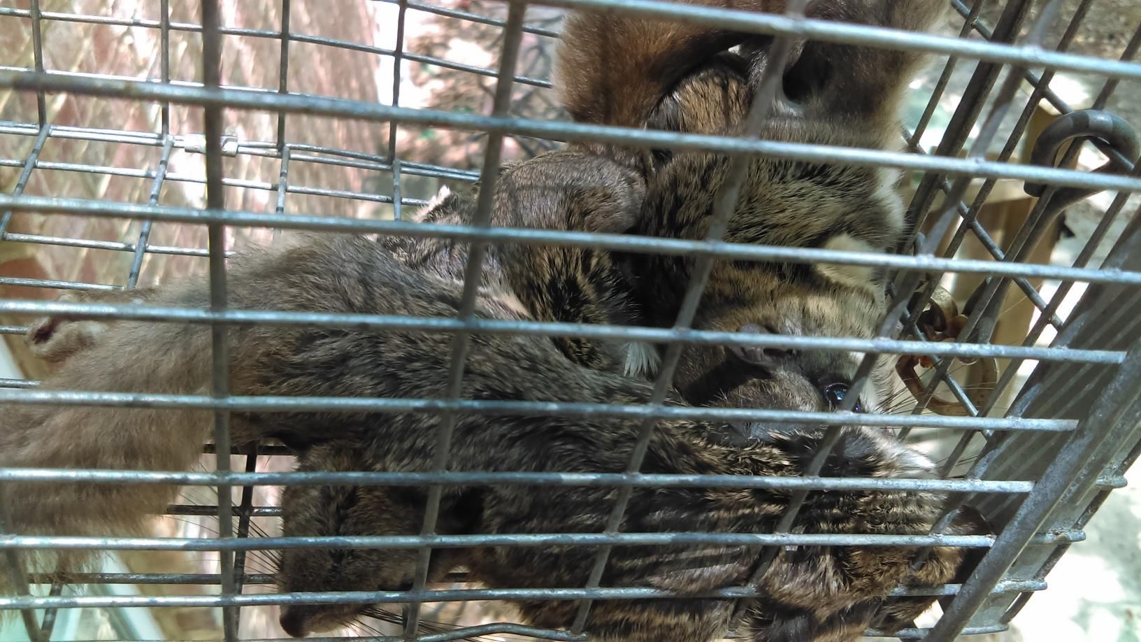 Two brown rabbits pressed against a wire cage, looking out through the bars.