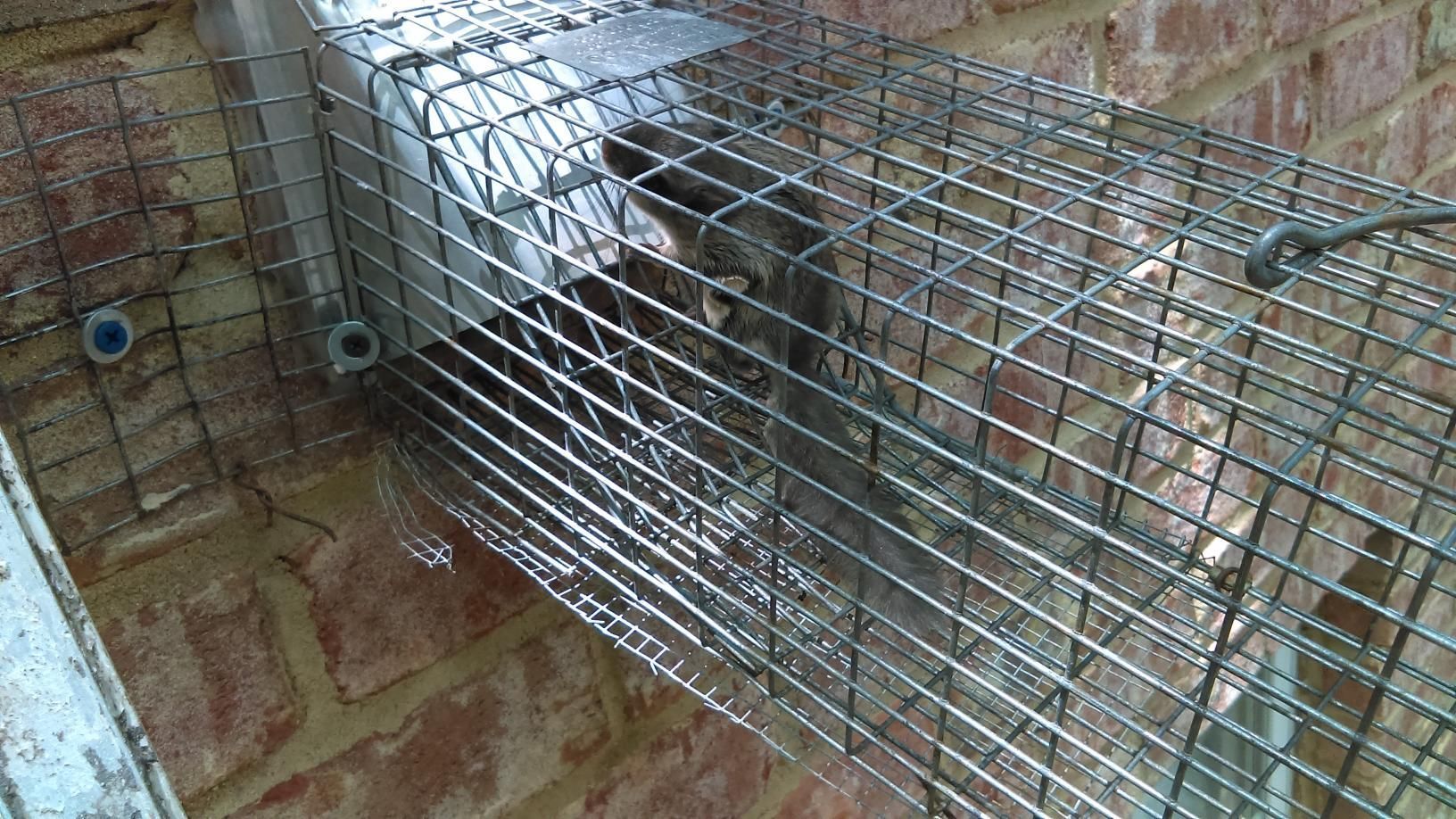 Metal cage trap on a wet floor inside a brick enclosure, with a funnel-shaped opening.