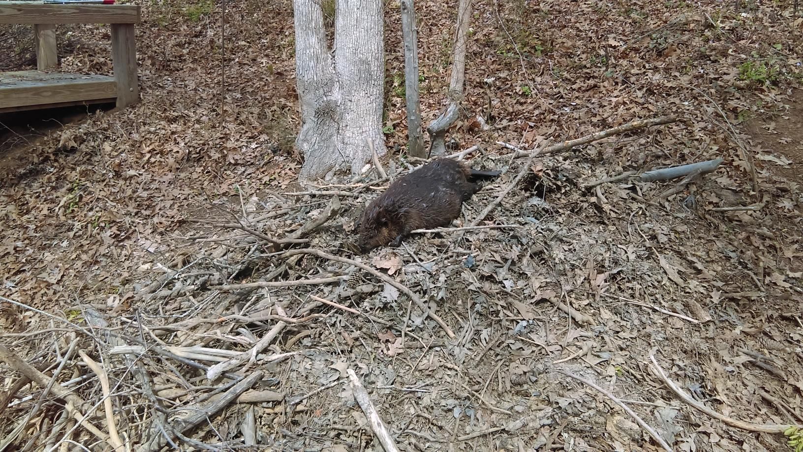 Dark bird standing on leaf litter near tree trunks in a wooded area