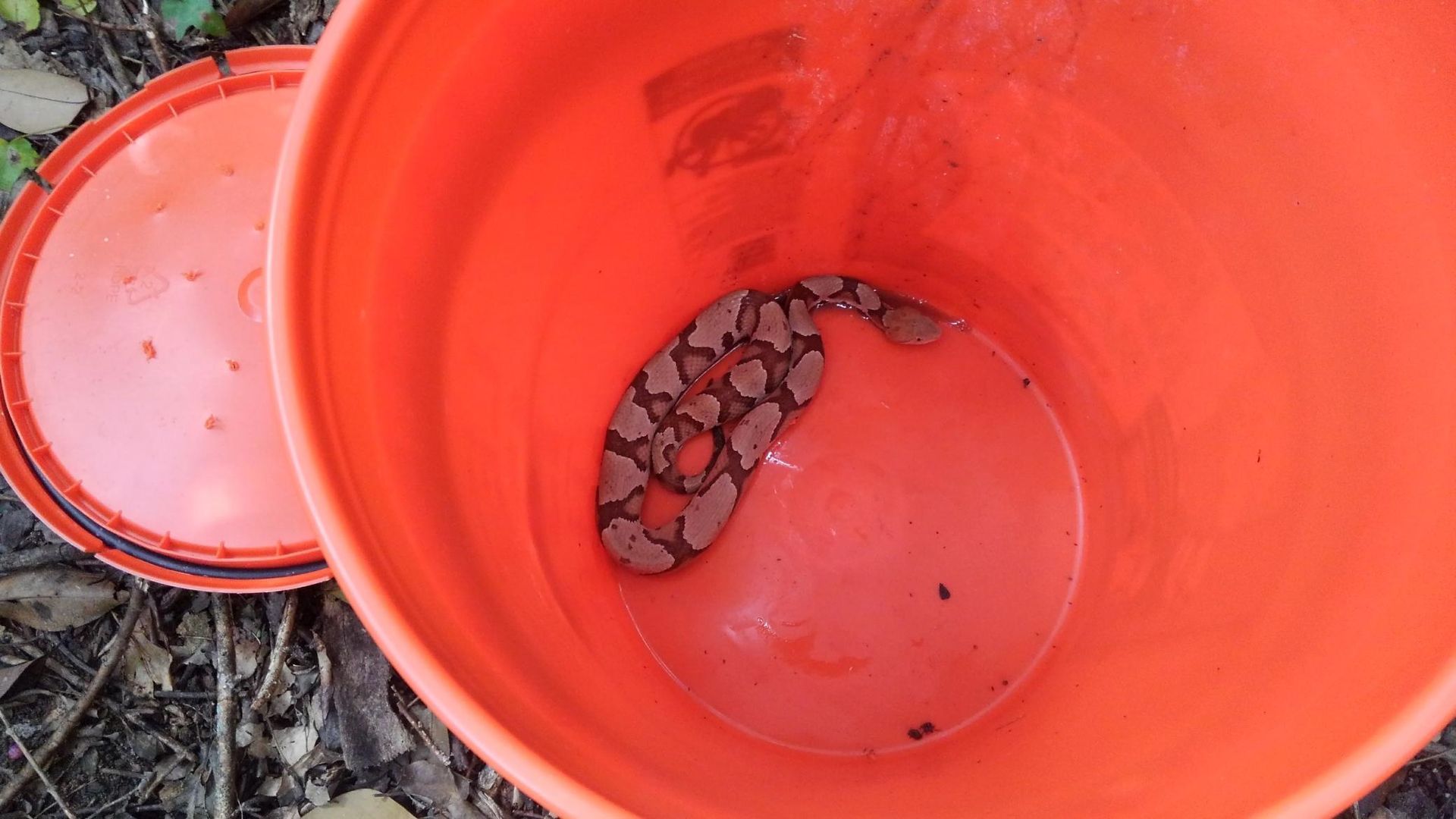 Orange bucket with a small pile of rocks at the bottom, next to a matching lid on the ground.