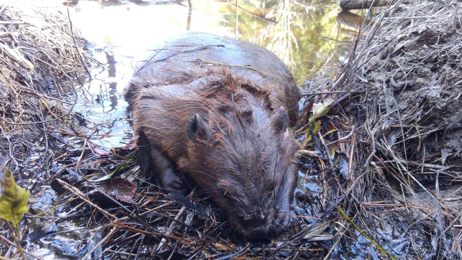 Dead wild boar lying in a muddy ditch beside shallow water and brush