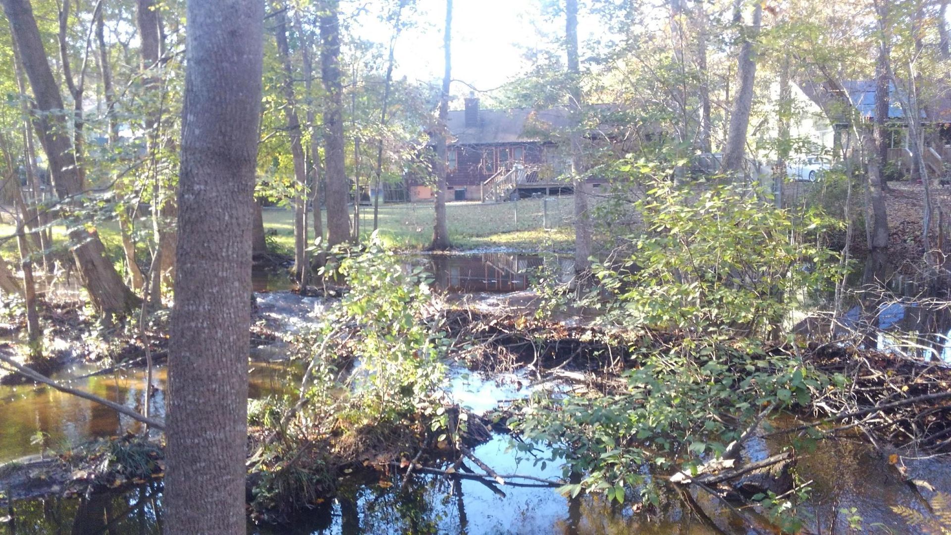 Wooded creek with sunlight, leafless trees, and a house in the background