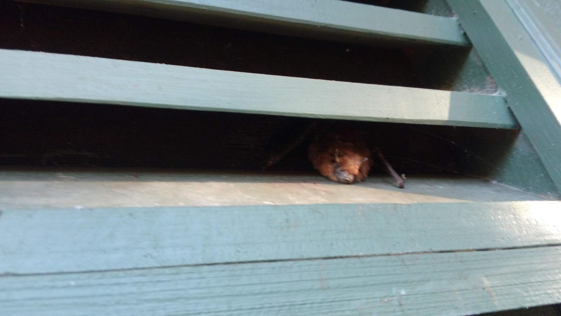 Small brown mouse peeking from a gap between teal wooden steps.