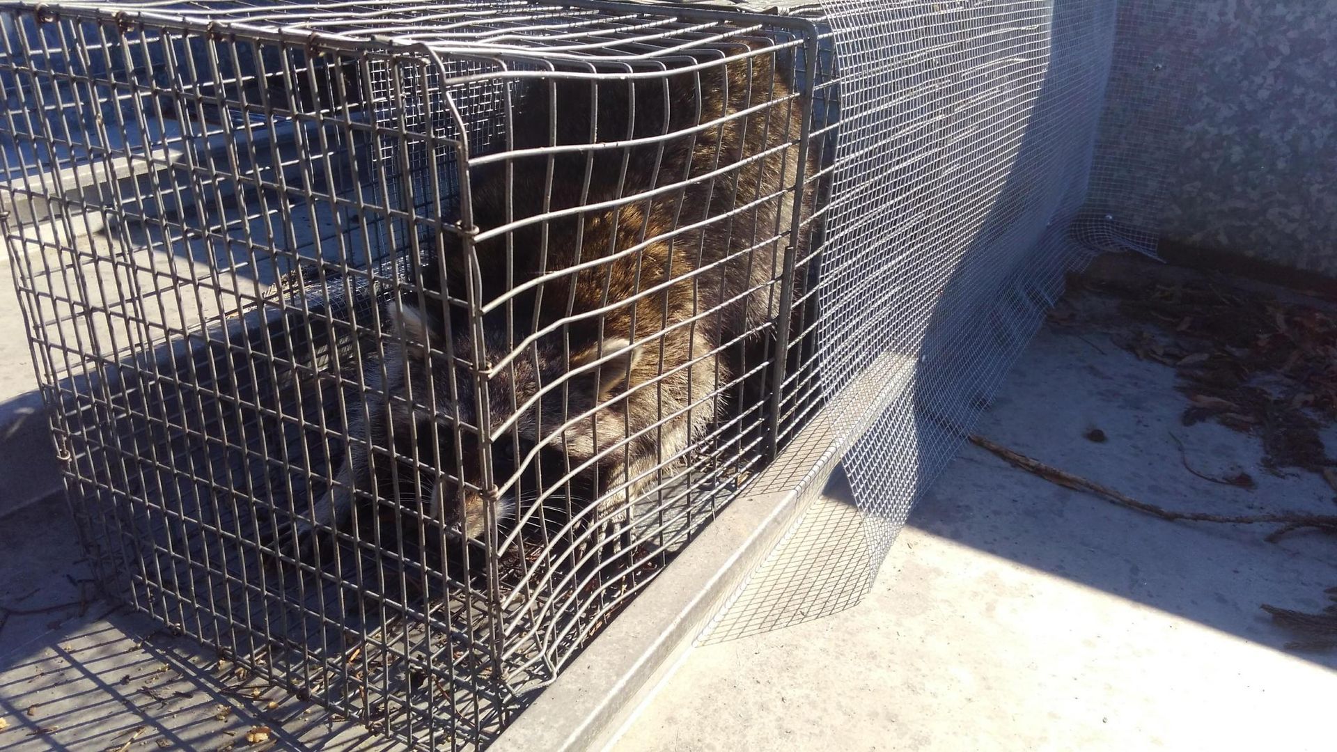 Cat inside a wire trap cage on a sunlit sidewalk, with another trap partially visible nearby