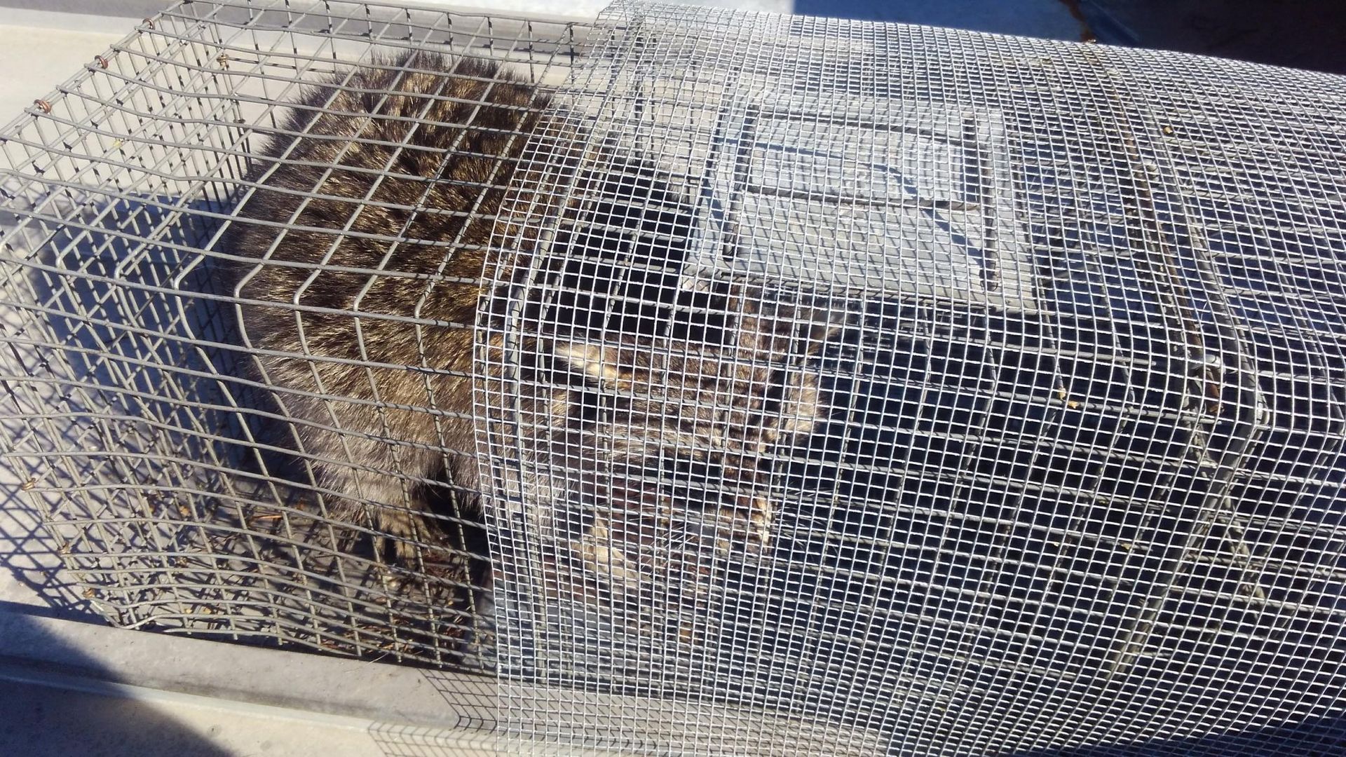 Mangled wire mesh trap with debris inside, resting on a boat deck.