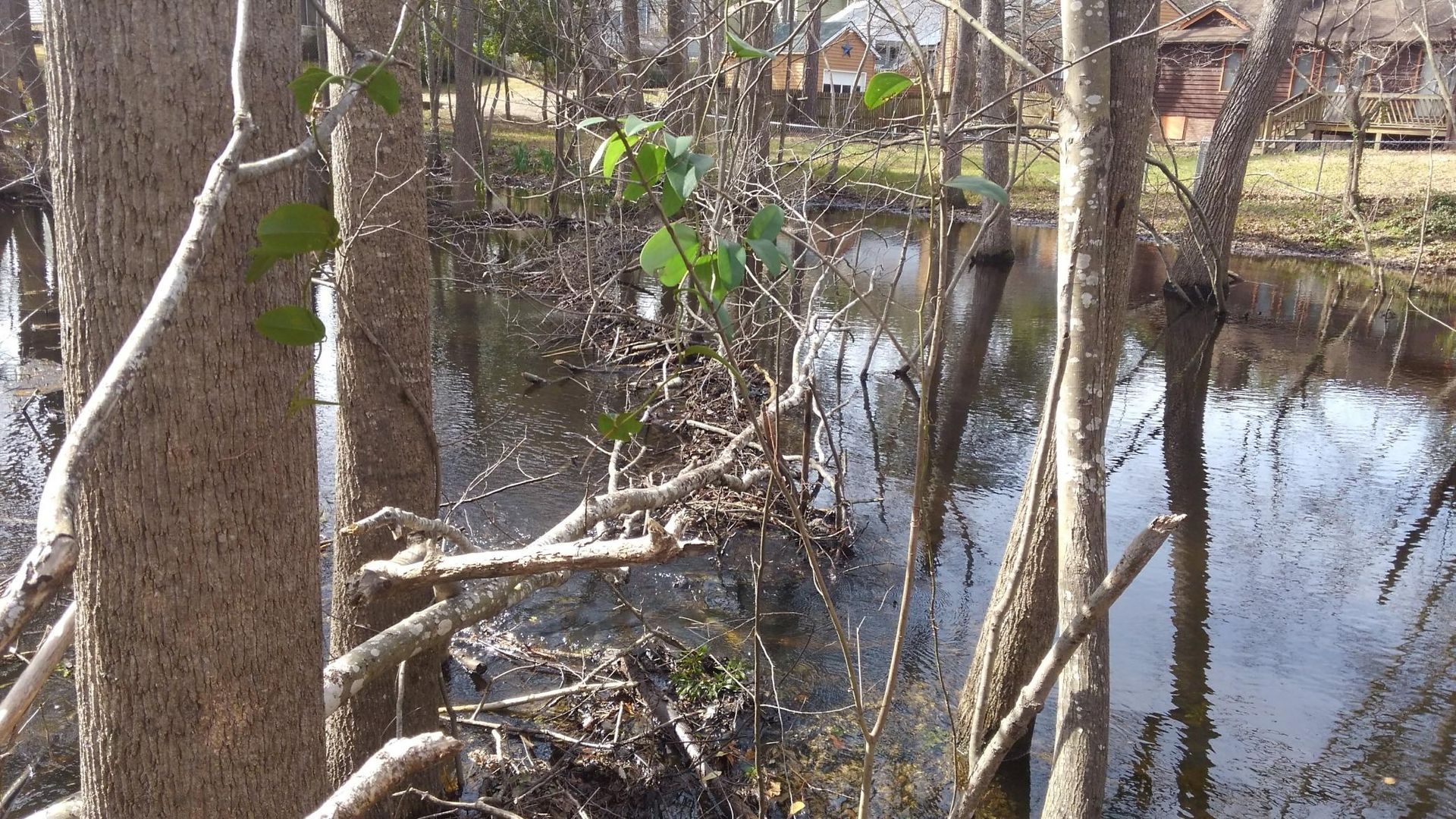 Wooded wetland with shallow water, bare trees, and a small dock or boardwalk in the background