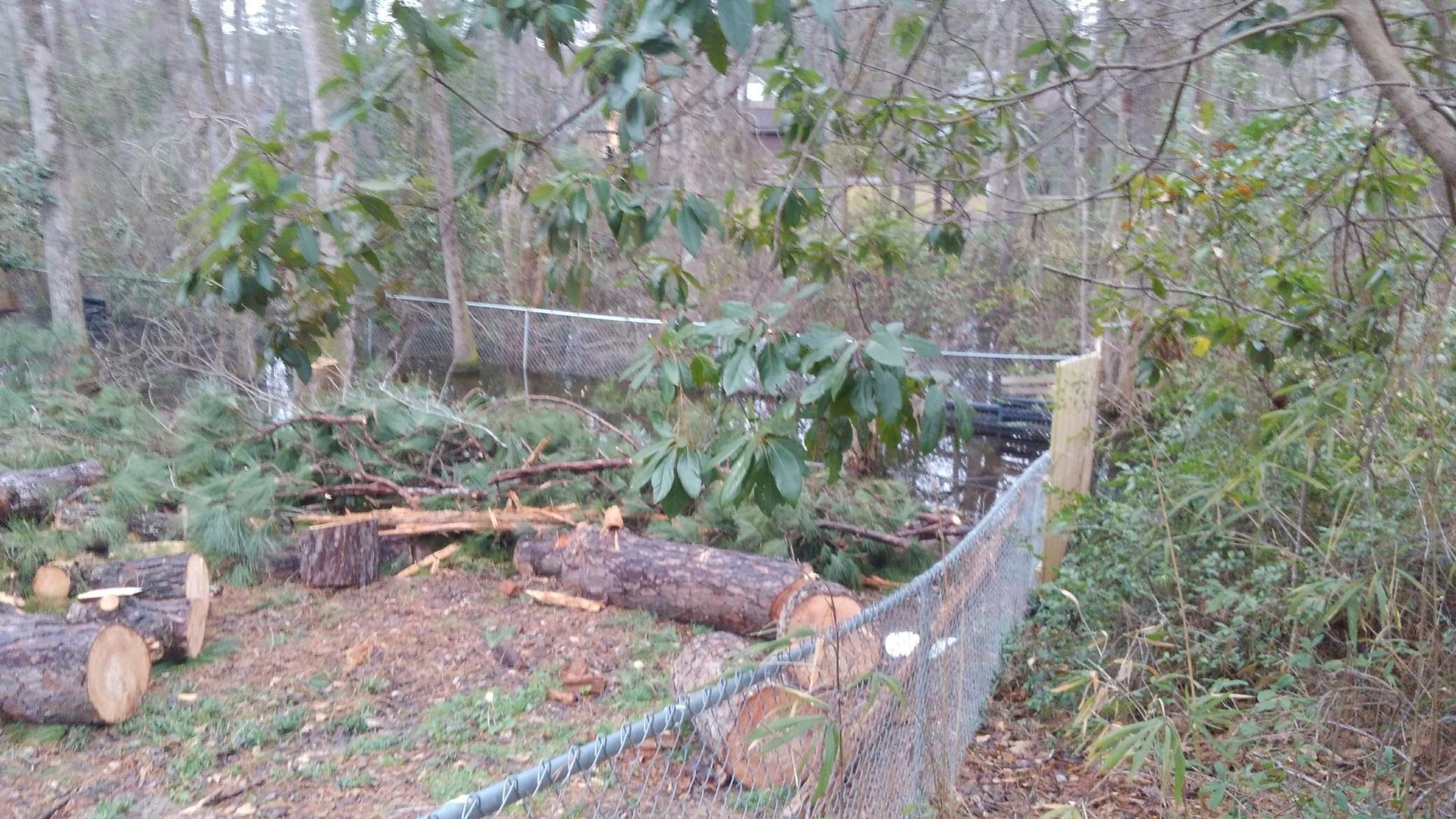 Wooded backyard with fallen logs beside a chain-link fence and a small bridge in the background