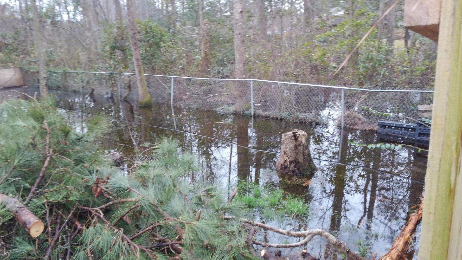 Flooded wooded yard with trees, a wooden stump, and a fence reflected in standing water