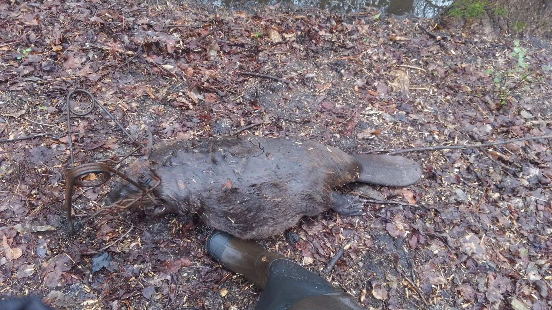 Large dark turtle lying on a leaf-covered forest floor near a person’s boot.