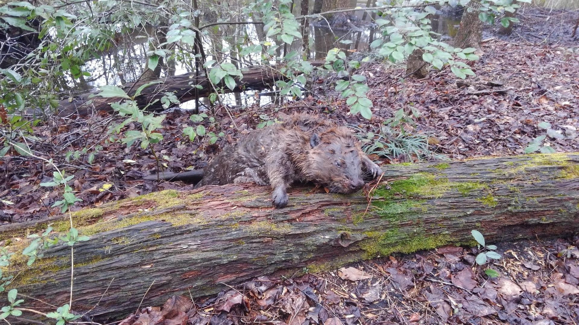 Small spotted dog sniffing a mossy log in a wooded area