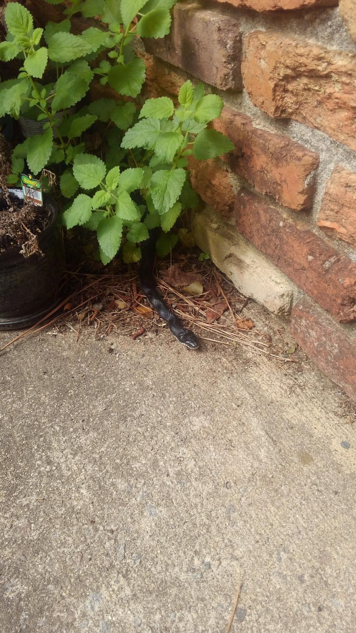 Green plant growing at the base of a brick wall beside a concrete path