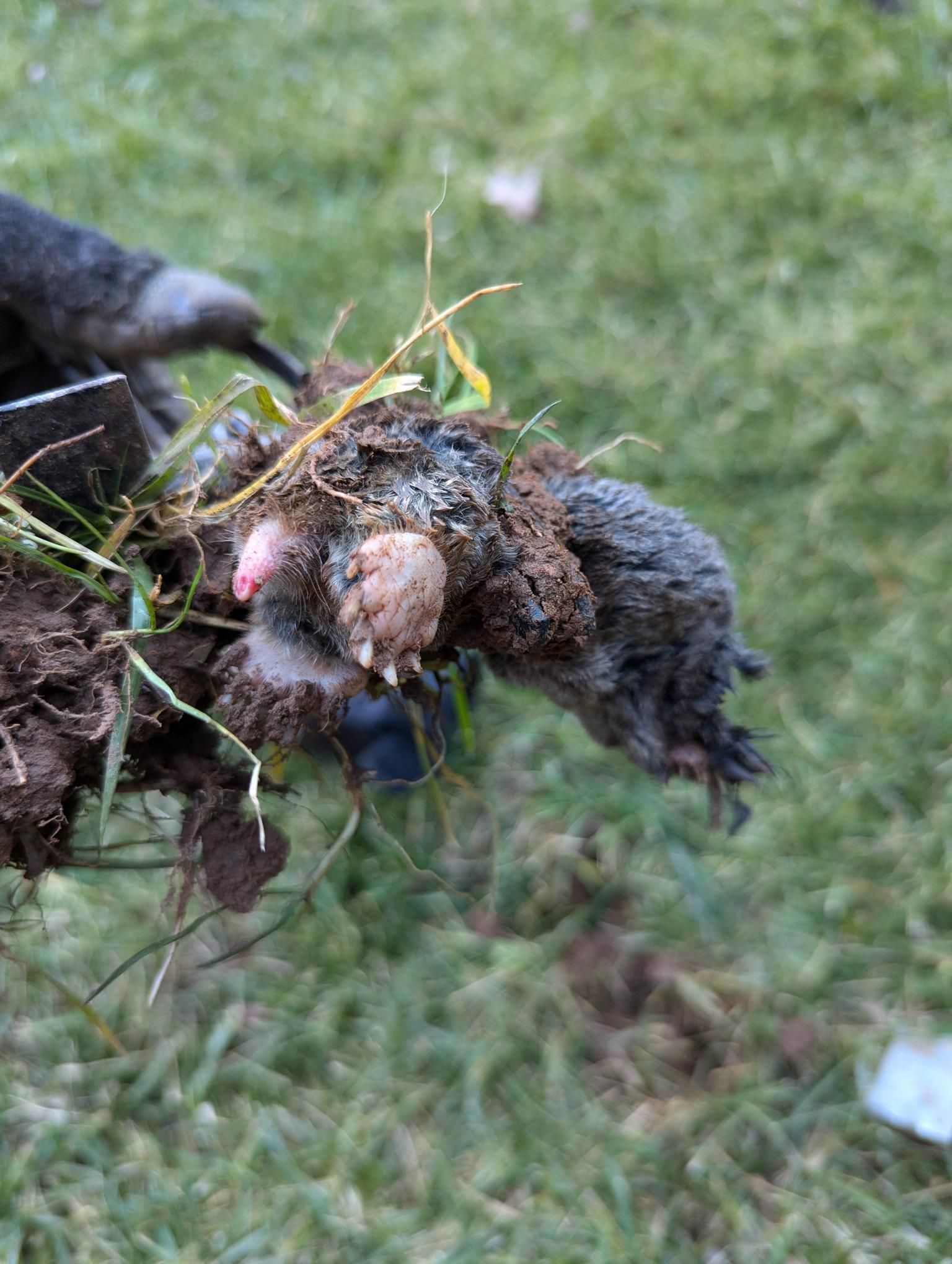 Dog paw holding a muddy clump of roots and grass over a grassy lawn