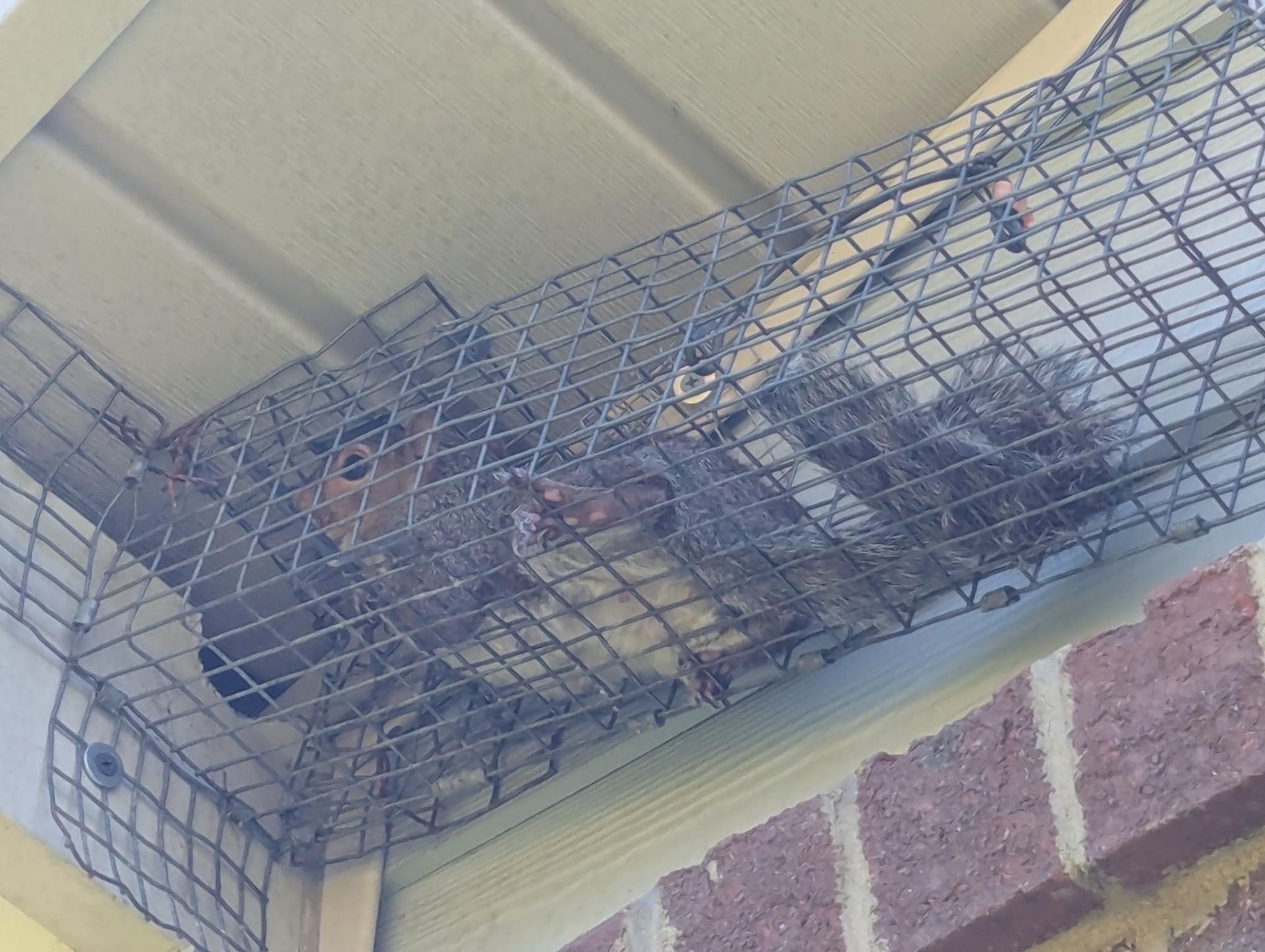 Bird trapped in wire netting under a roof eave above a brick wall