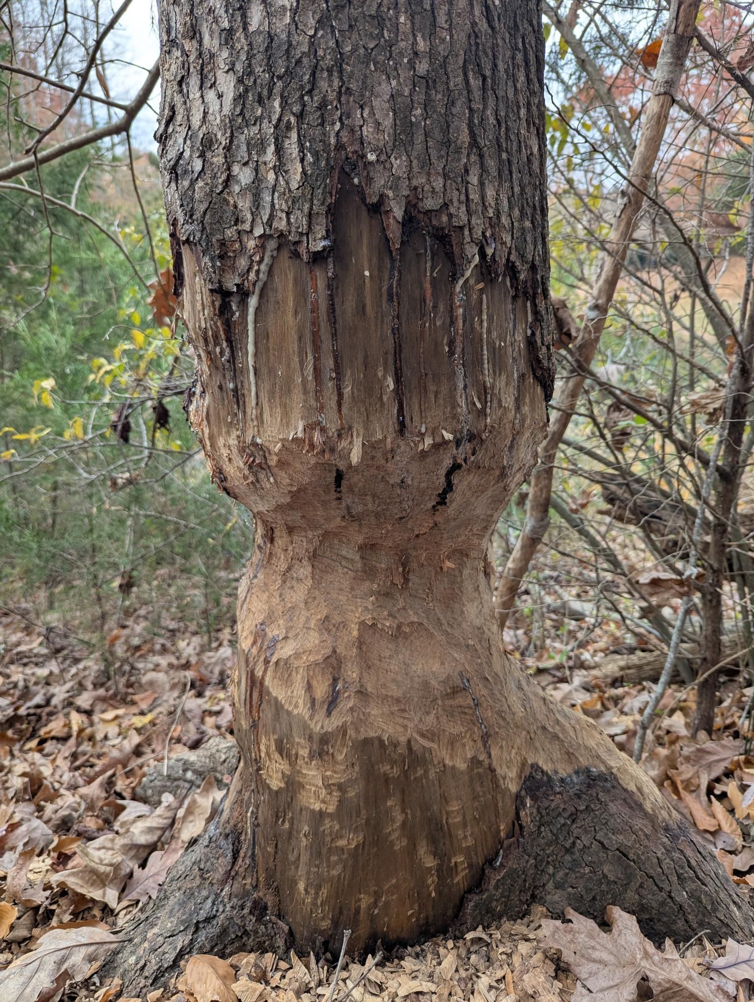 Damaged tree trunk with bark stripped away near the base in a wooded area, surrounded by dry leaves.