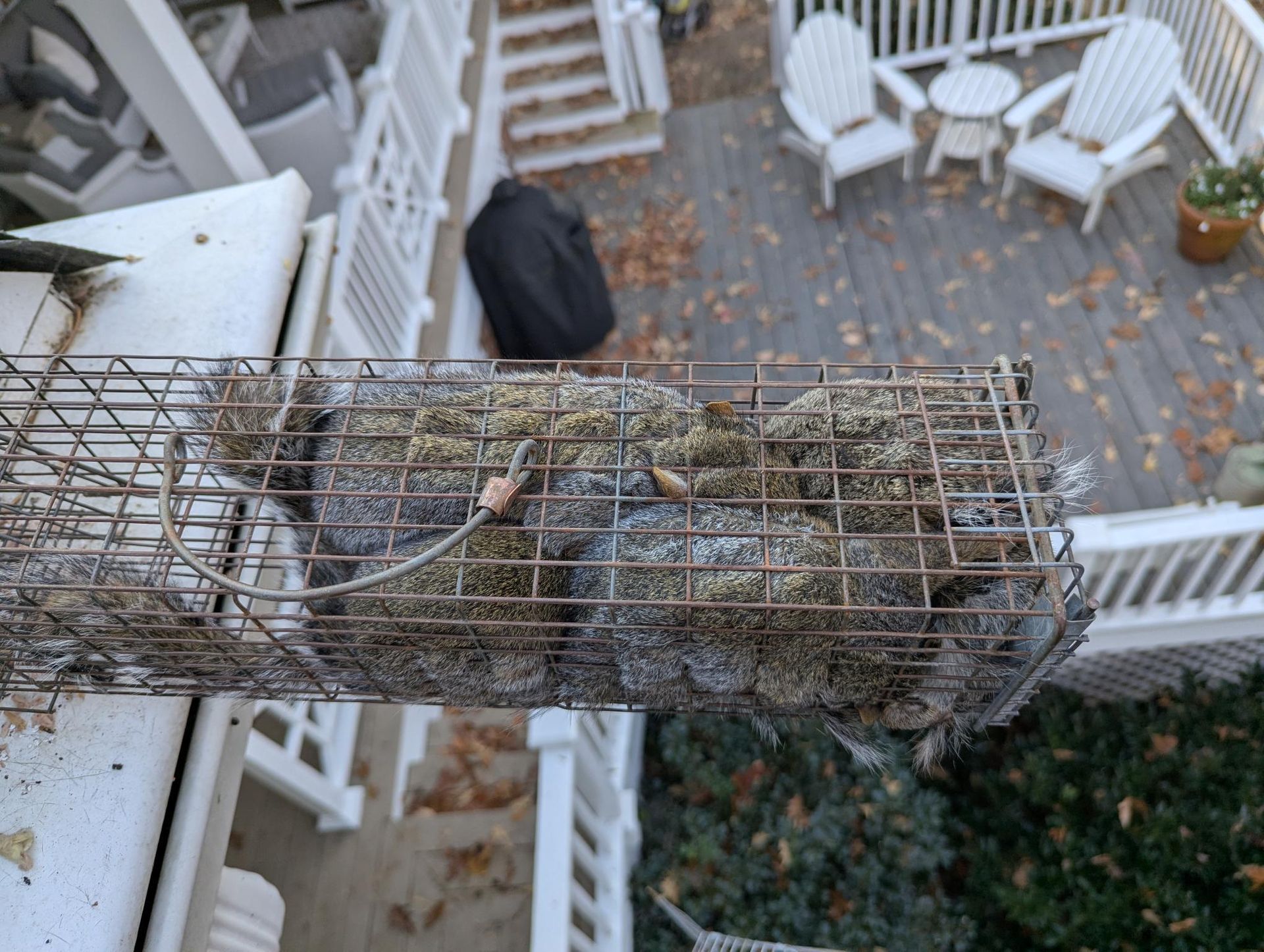 Bird trapped in a wire cage hanging near a white staircase in a brick courtyard.
