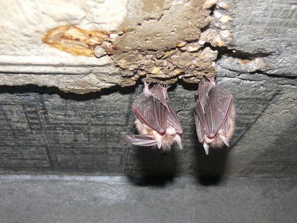 Two bats hanging upside down from a rough, textured ceiling.