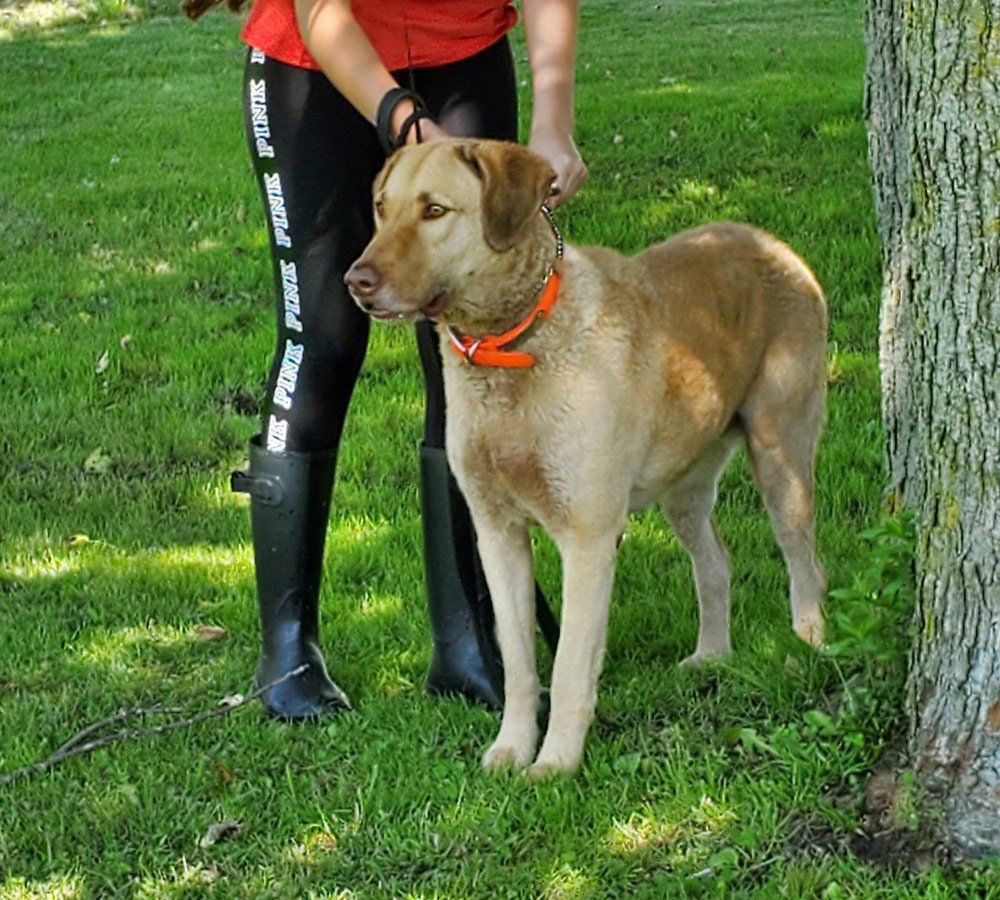 Worker Putting A Leash In Dog — Freeland, MI, — Windy Acres Kennels