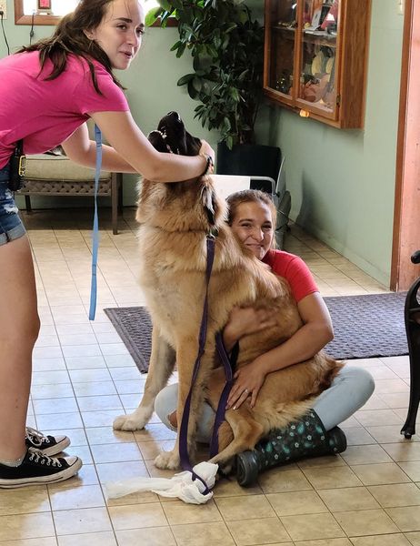 Petting A Dog — Freeland, MI, — Windy Acres Kennels