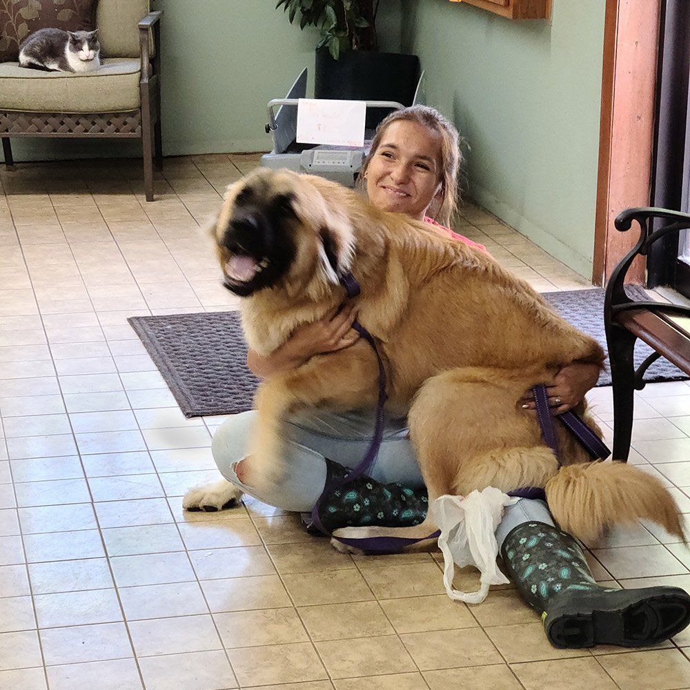 Happy Dog — Freeland, MI, — Windy Acres Kennels