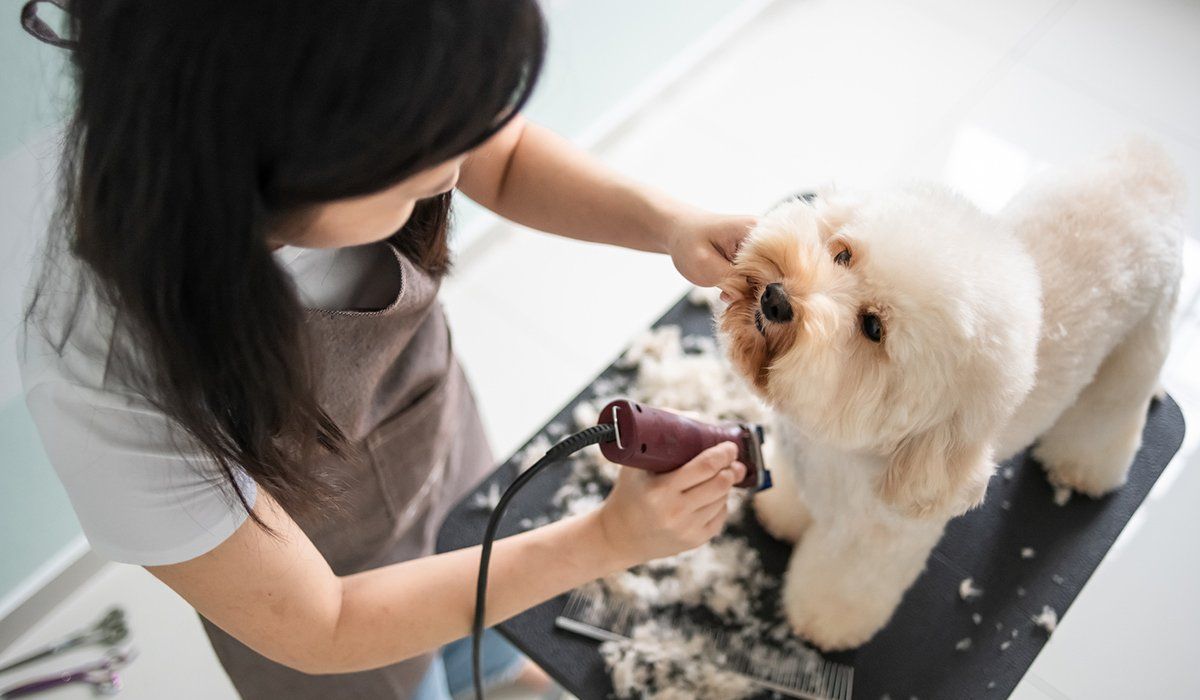 Woman Shaving Dog Hair — Freeland, MI, — Windy Acres Kennels Woman Shaving Dog Hair — Freeland, MI, — Windy Acres Kennels
