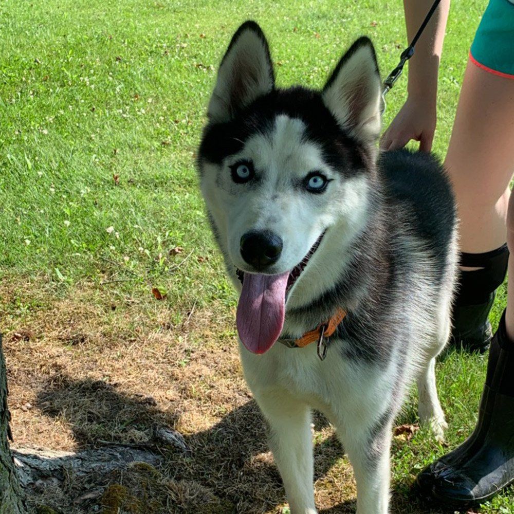 Happy Husky — Freeland, MI, — Windy Acres Kennels
