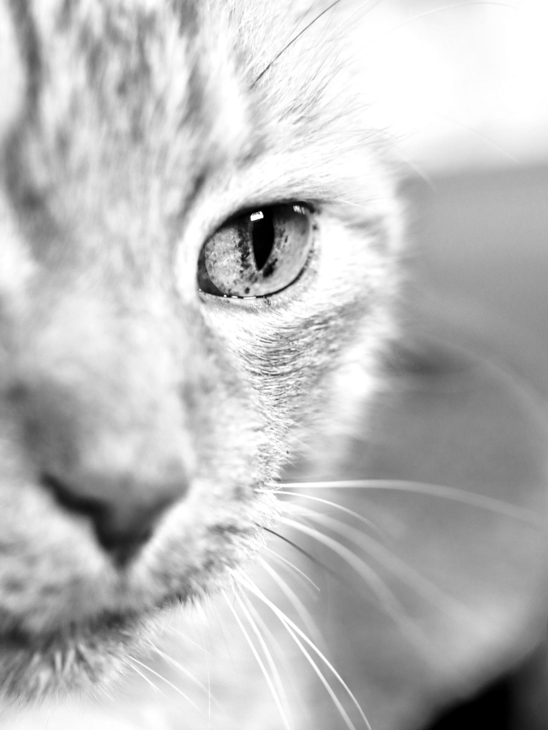 Schwarz-Weiß-Nahaufnahme eines Katzengesichts. Ein Auge ist sichtbar. Fotograf Tübingen. Fotograf Reutlingen.