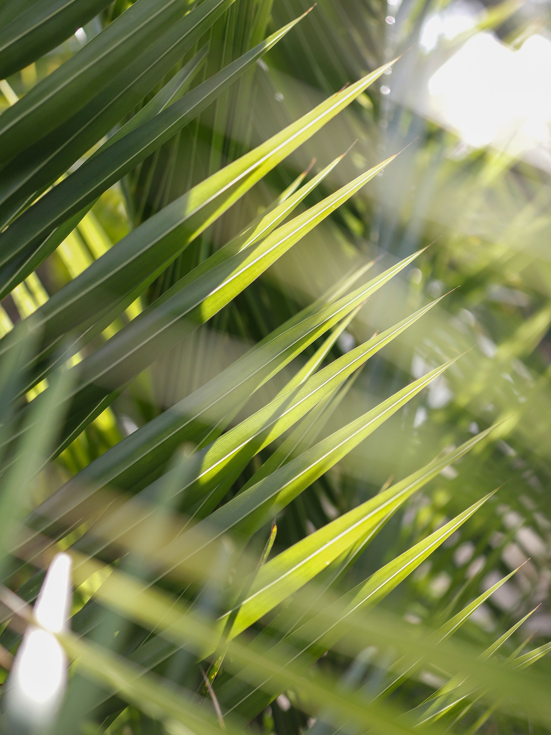 Grüne Palmenwedel, durch die das Sonnenlicht scheint.Fotograf Tübingen. Fotograf Reutlingen.