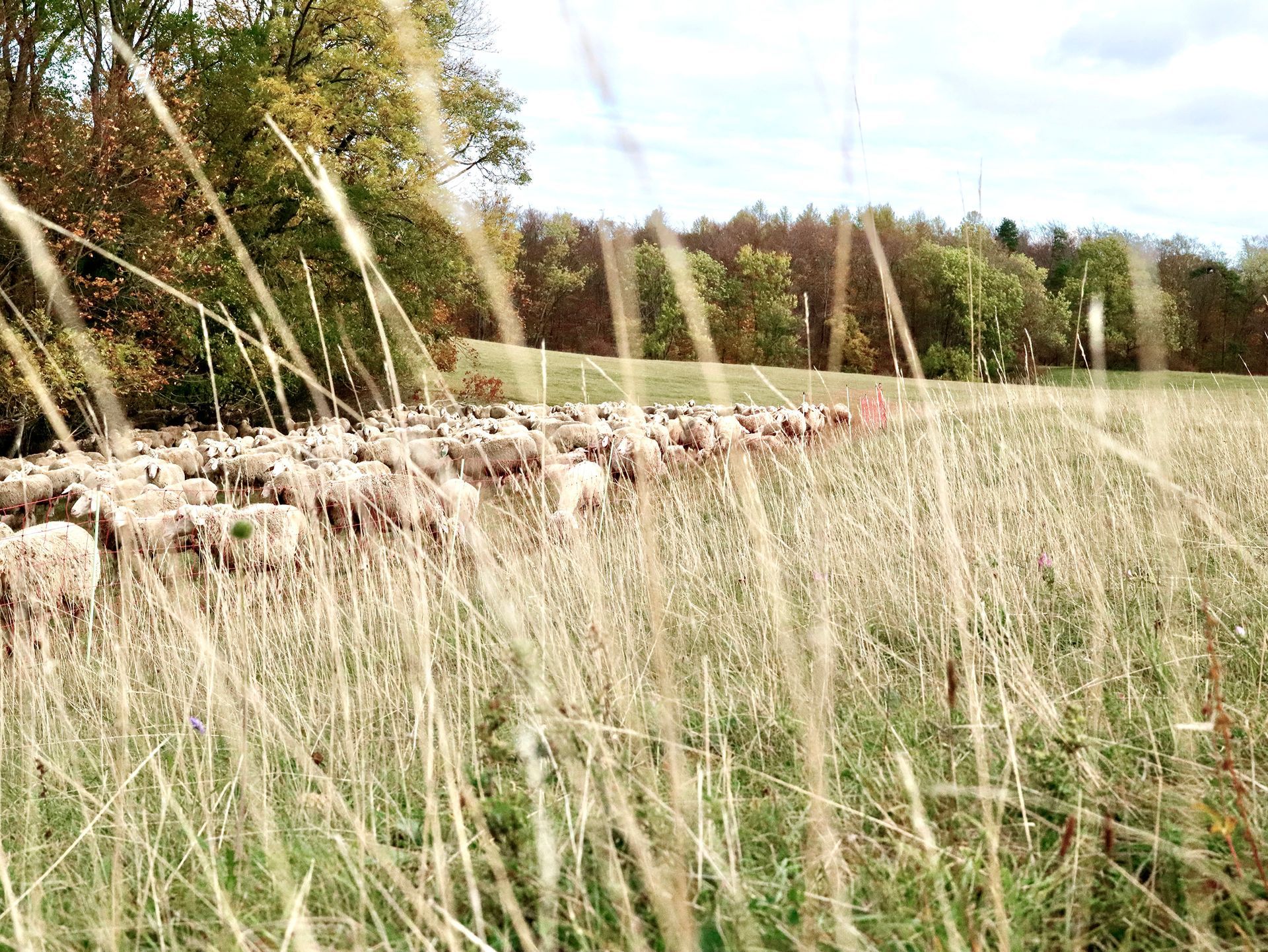 Eine Schafherde grast auf einer Wiese, Bäume unter blauem Himmel sind zu sehen.Fotograf Tübingen. Fotograf Reutlingen.