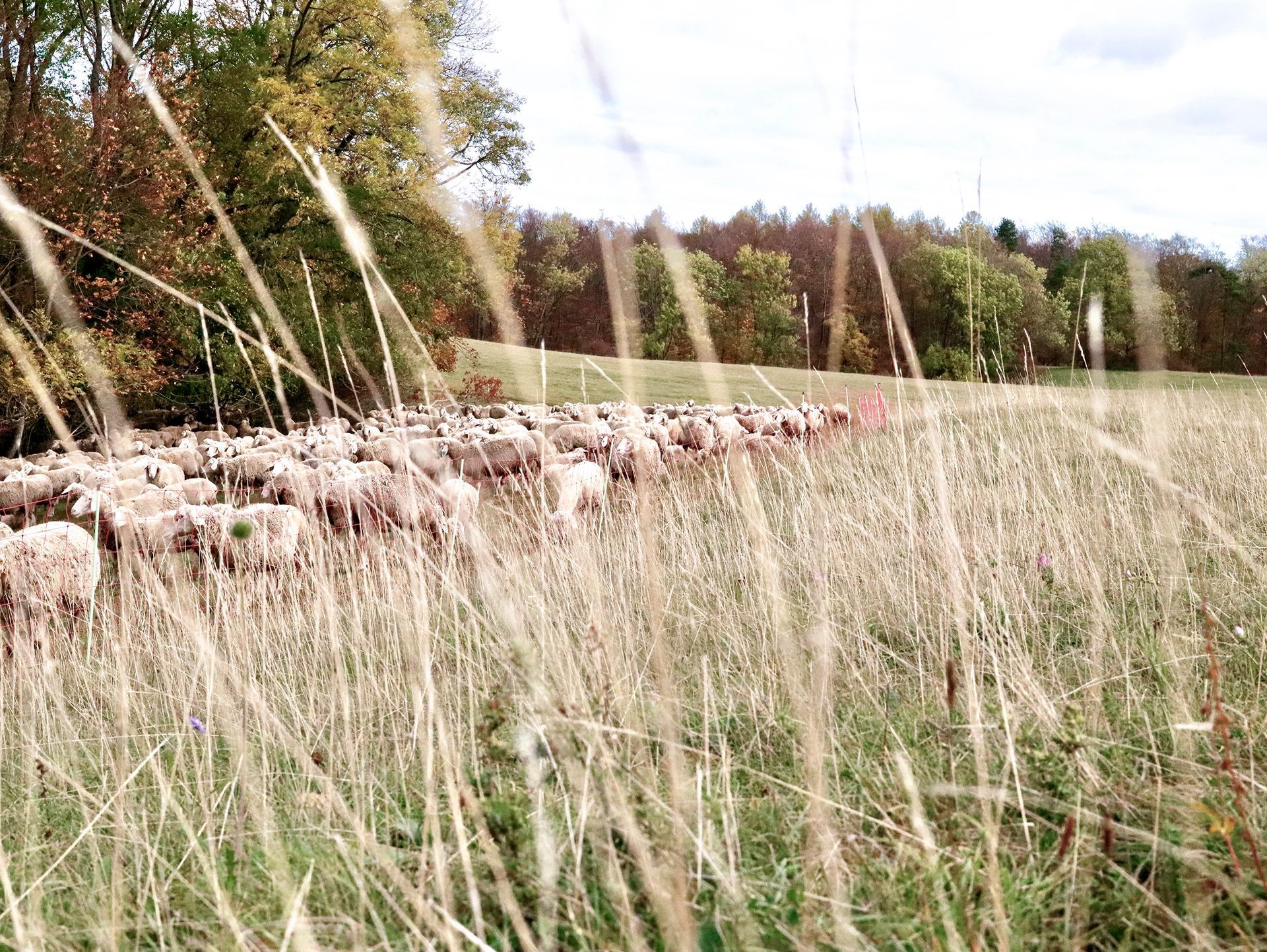 Eine Schafherde grast auf einer Wiese, im Hintergrund sind Bäume zu sehen.Fotograf Tübingen. Fotograf Reutlingen.
