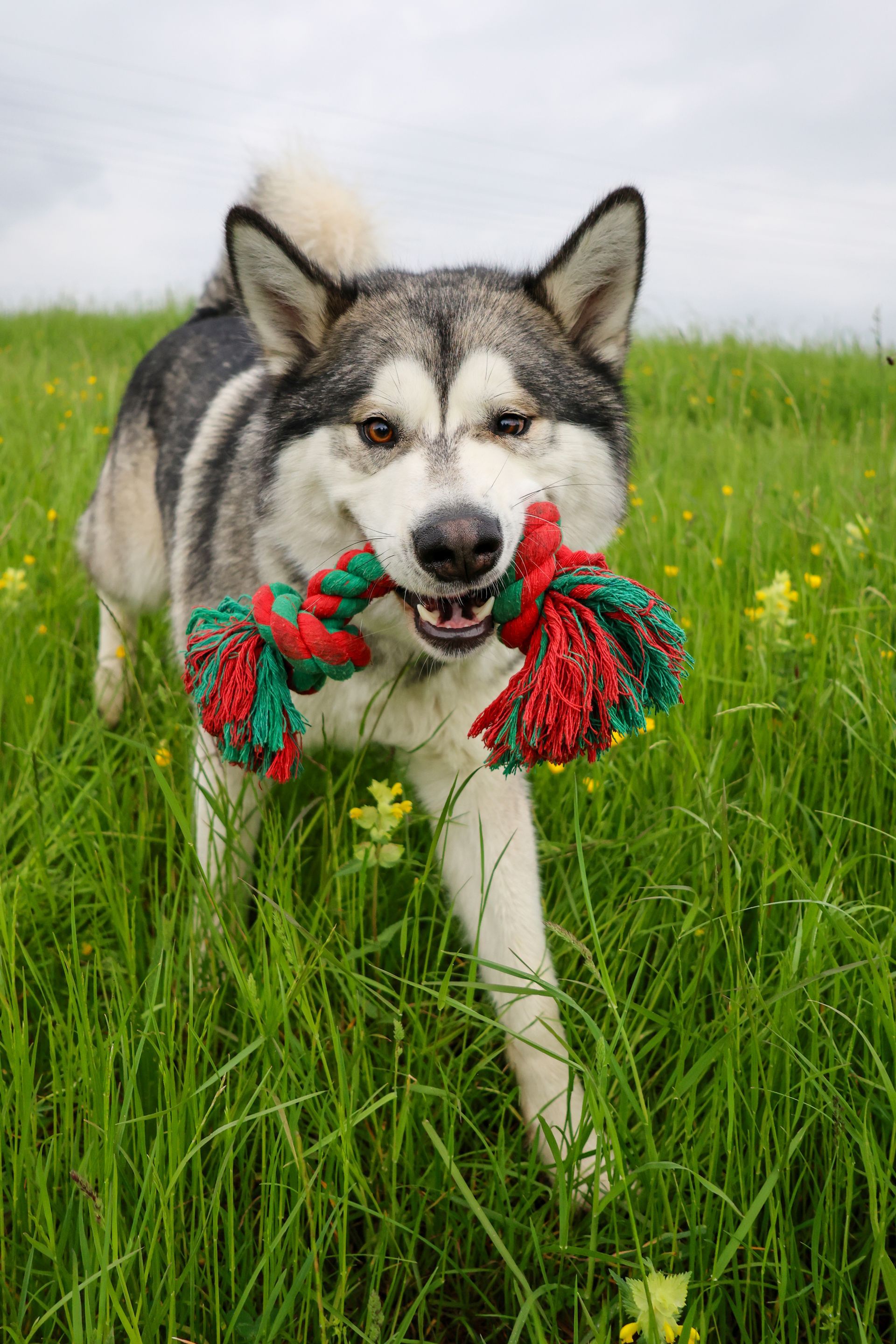 Ein Hund rennt mit einem rot-grünen Seilspielzeug im Maul durch hohes Gras. Fotograf Tübingen. Fotograf Reutlingen.