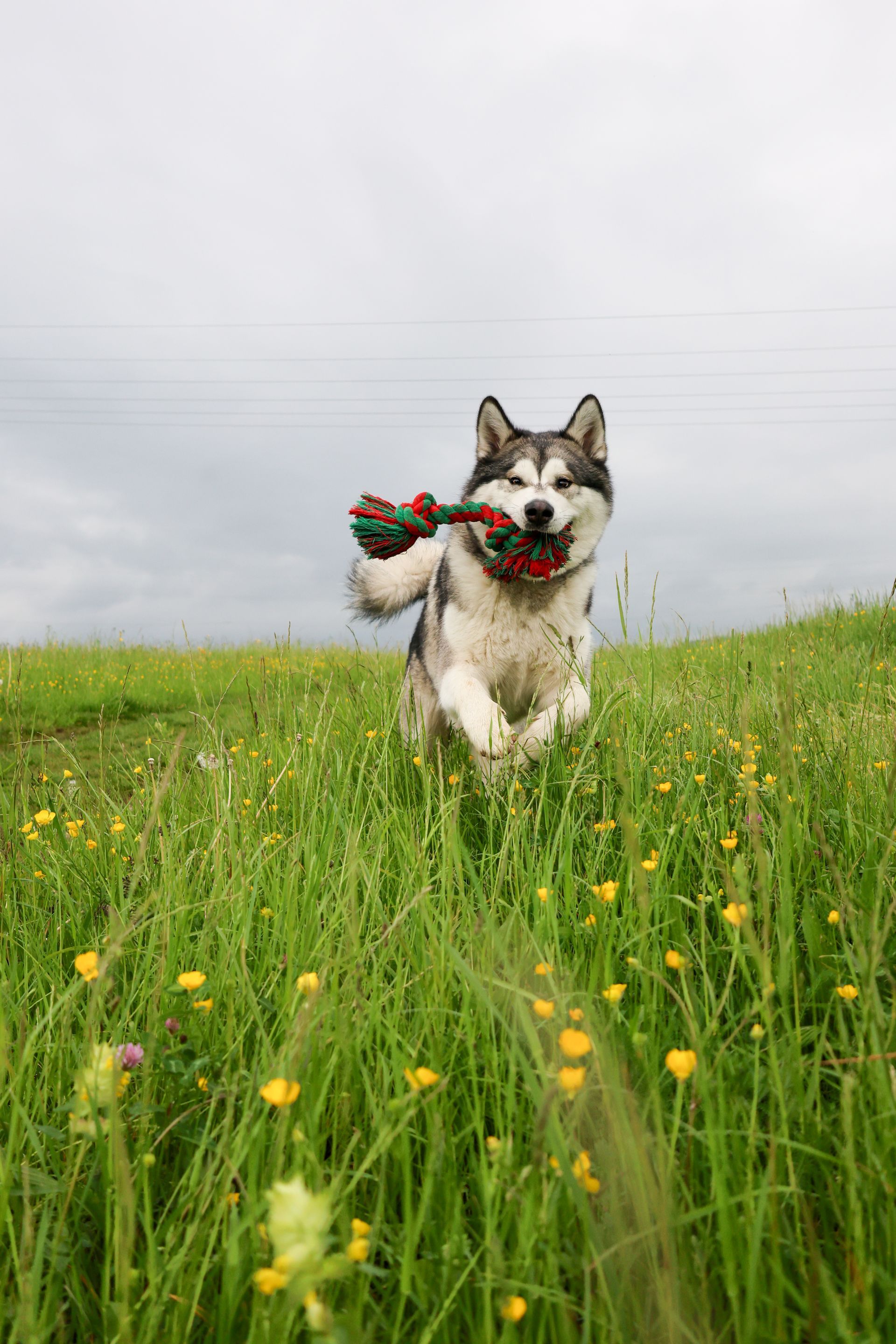 Ein Hund rennt durch Gras und hält ein Spielzeug in der Hand; der Himmel ist bedeckt.Fotograf Tübingen. Fotograf Reutlingen.