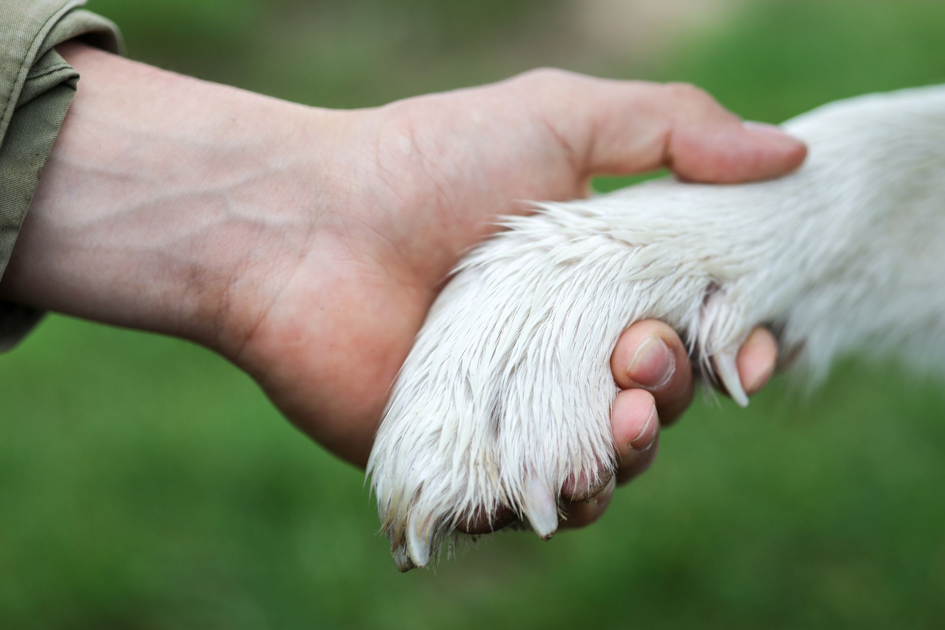 Eine menschliche Hand umschließt eine weiße Hundepfote, im Freien, grüner Hintergrund.Fotograf Tübingen. Fotograf Reutlingen.