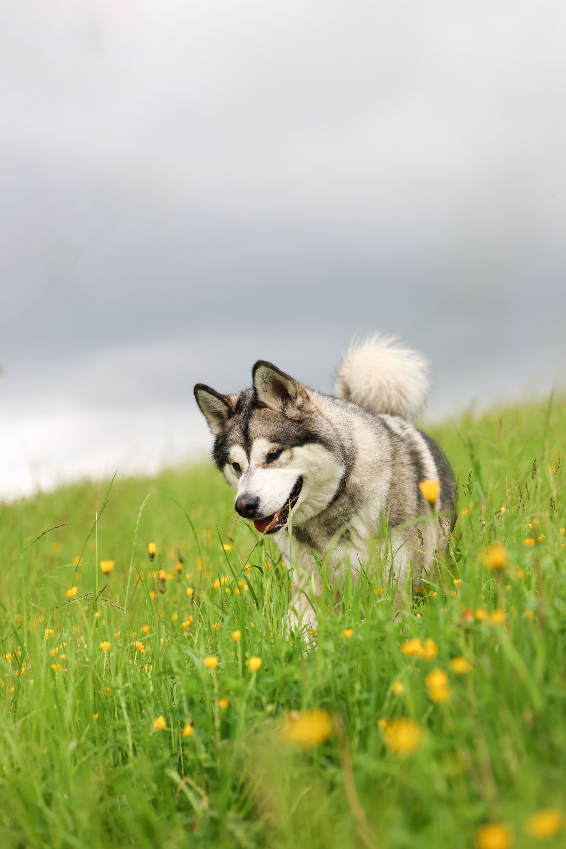 Flauschiger Hund auf einer grasbewachsenen Wiese mit Wildblumen, bewölkter Himmel.Fotograf Tübingen. Fotograf Reutlingen.