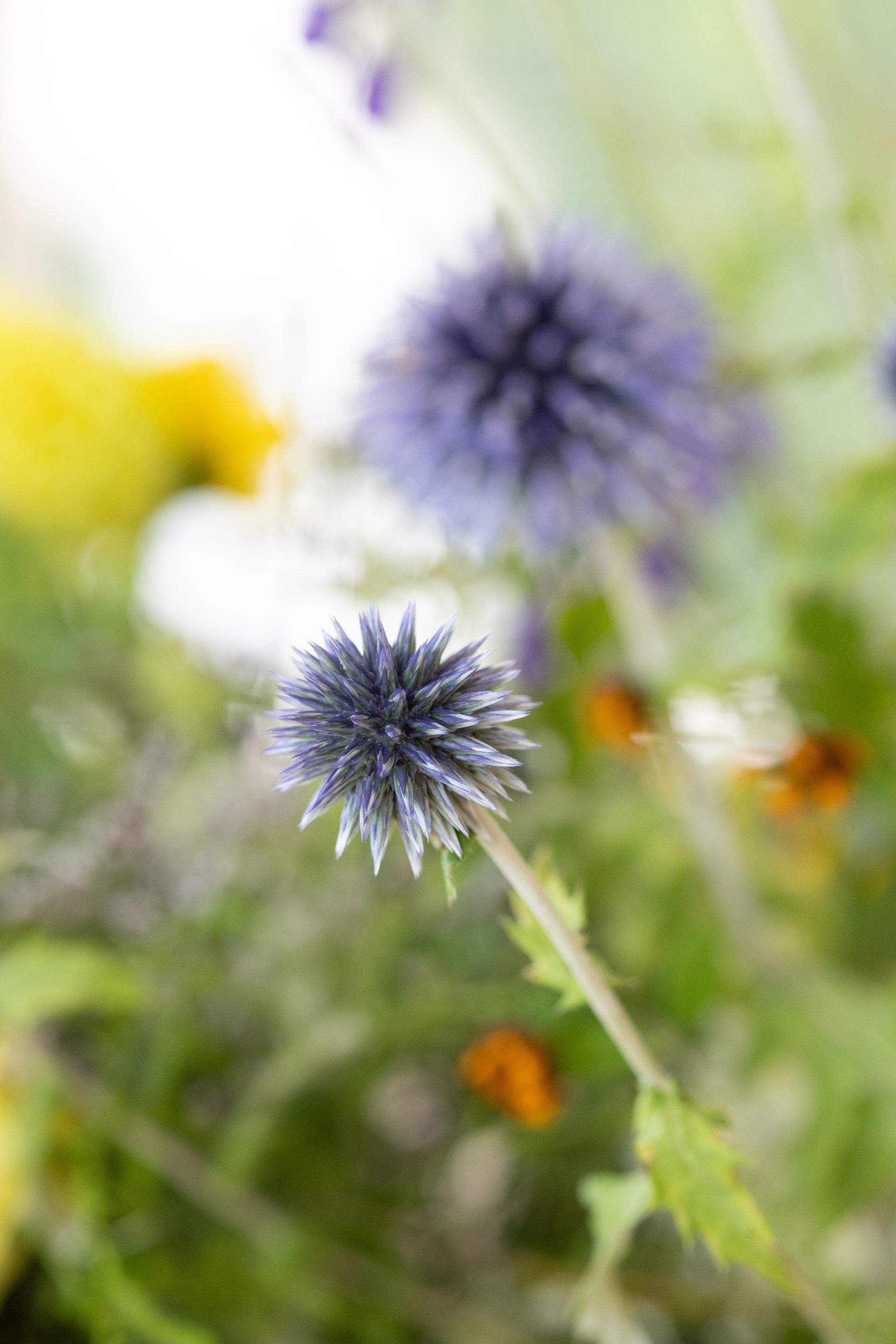 Blaue Kugeldistelblüten in sanfter Schärfe vor verschwommenem Hintergrund.Fotograf Tübingen. Fotograf Reutlingen.