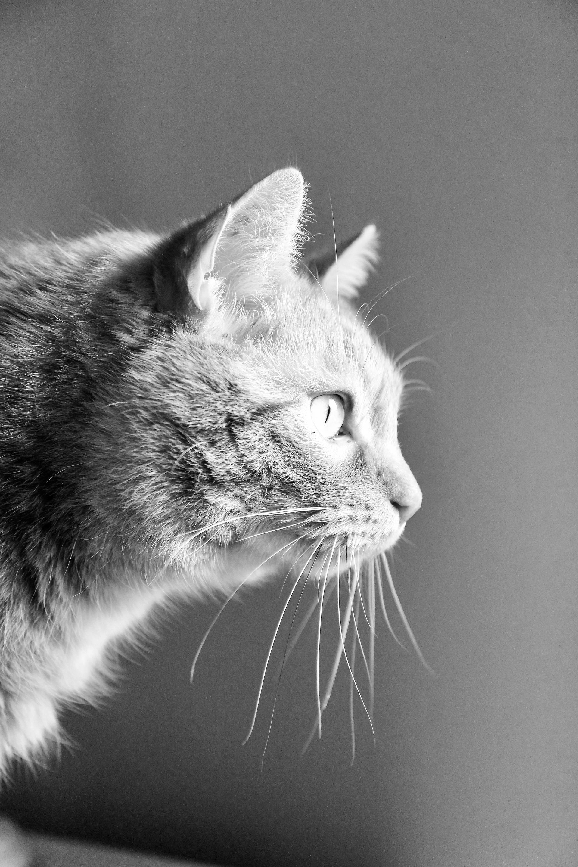 Graue getigerte Katze im Profil, lange weiße Schnurrhaare, vor neutralem Hintergrund.Fotograf Tübingen. Fotograf Reutlingen.