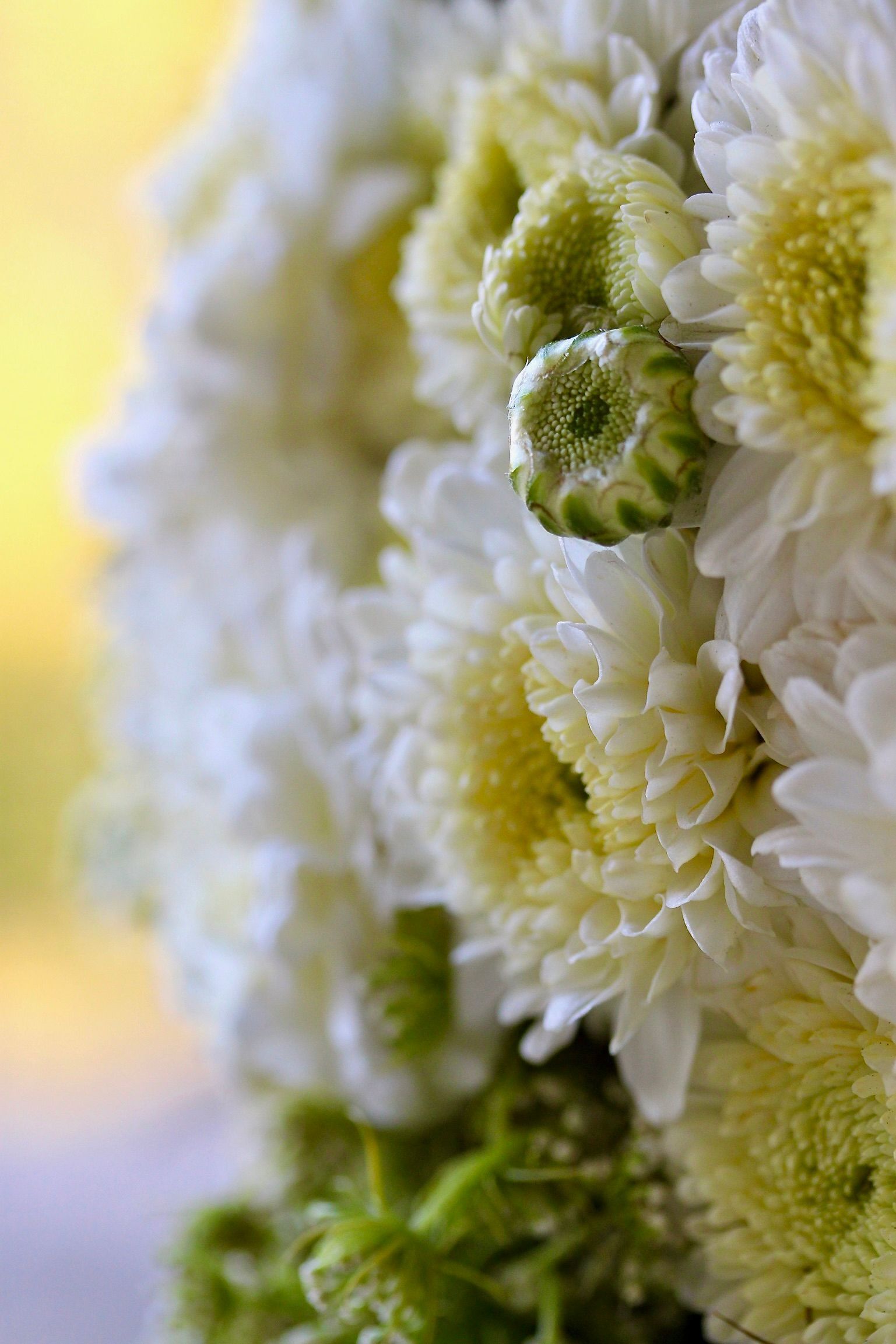 Nahaufnahme von weißen und gelben Chrysanthemen mit grünen Knospen.Fotograf Tübingen. Fotograf Reutlingen.