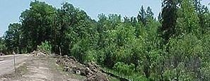 clearing trees for site development