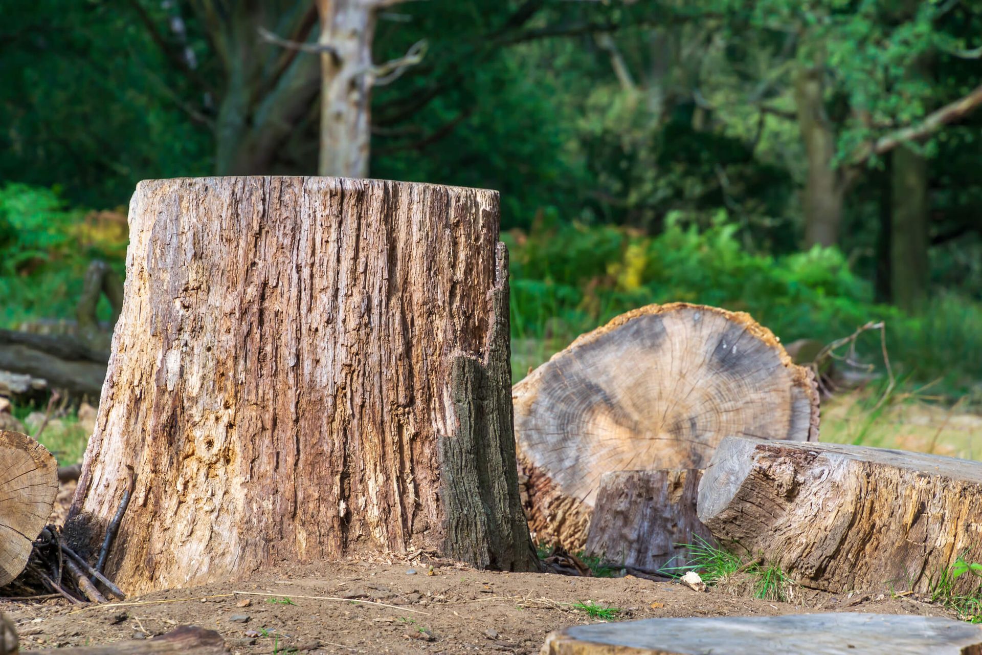 Environmental Impact of Stump Removal and Grinding