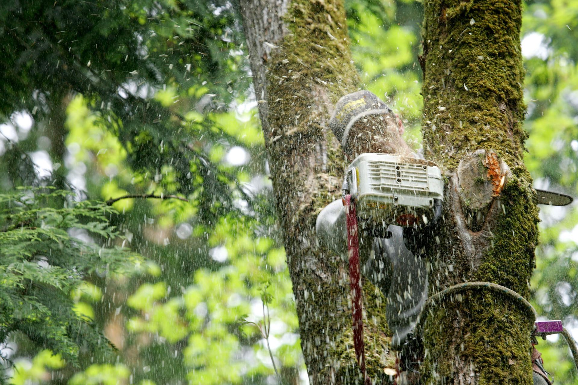 Warning signs of a hazardous tree near a house evaluated by SYS Enterprises serving Charlestown Indiana homeowners
