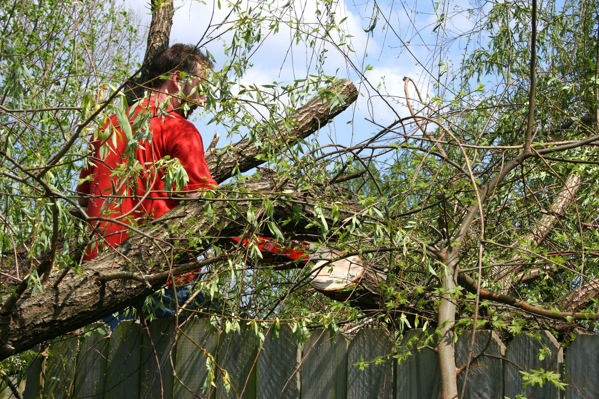 Common Tree Removal Mistakes to Avoid