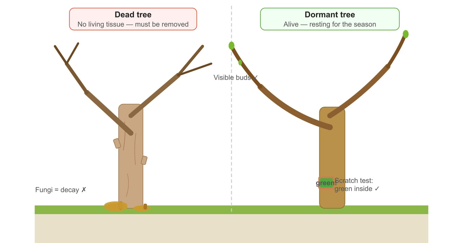 How to Tell If a Tree Is Dead or Just Dormant